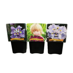 Iris ensata Iris ensata laag C5
(1 Plants/Order)(21cmP 35cmH)