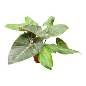 Philodendron Philodendron Summer Glory
(3 Plants/Order)(17cmP 40cmH)