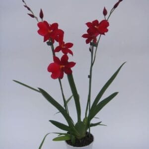 Cambria Nelly Isler Nelly Isler2
(12 Plants/Order)(12cmP 55cmH)