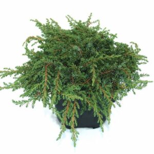 Juniperus communis Green Carpet Juniperus communis 'Green Carpet' P17
(6 Plants/Order)(17cmP 25cmH)
