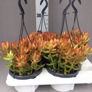 Sedum nussbaumerianum
(7 Plants/Order)(14cmP 25cmH)
