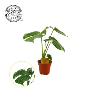 Monstera deliciosa Thai Constellati Monstera Thai Constellation 12cm
(8 Plants/Order)(12cmP 30cmH)