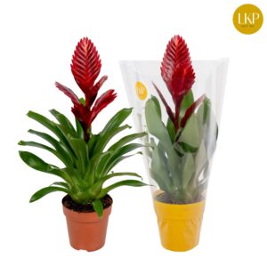 Vriesea Porto Vriesea Porto red (Met Hoes)
(6 Plants/Order)(12cmP 45cmH)