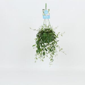 Codonanthe crassi HangonGreen Codonanthe Crassifolia 14 cm
(8 Plants/Order)(14cmP 30cmH)