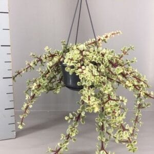 Crassula Portulacaria afra variegata
(5 Plants/Order)(14cmP 25cmH)