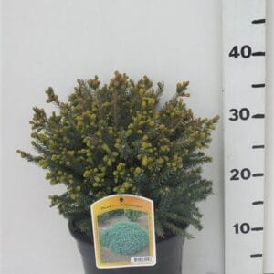 Picea glauca Echiniformis Picea glauca 'Echiniformis'
(21 Plants/Order)(19cmP 40cmH)