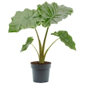 Alocasia Portodora Alocasia portodora 17cm
(6 Plants/Order)(17cmP 65cmH)