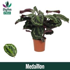 Calathea Medallion Calathea 14cm Medaillon - Rhythm of Nature
(8 Plants/Order)(14cmP 45cmH)