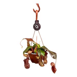 Nepenthus Nepenthes Gaya 14 cm in hangpot
(4 Plants/Order)(14cmP 28cmH)