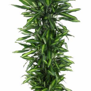 Dracaena Cintho Dracaena Cintho busch P34
(1 Plants/Order)(34cmP 180cmH)
