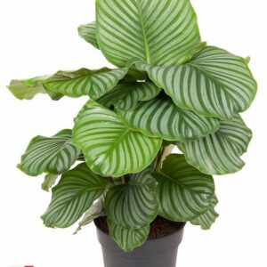 Calathea orbifolia Calathea Orbifolia
(1 Plants/Order)(24cmP 70cmH)