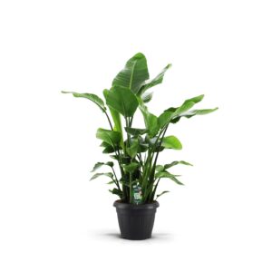 Strelitzia nicolai Strelitzia Nicolai 35 9 STEKKEN!!
(1 Plants/Order)(35cmP 150cmH)