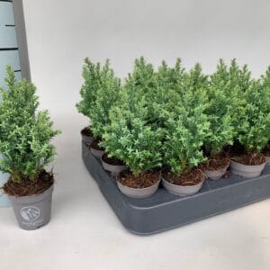Chamaecyparis Ellgrandii Lawsoniana P5,5
(20 Plants/Order)(5.5cmP 15cmH)