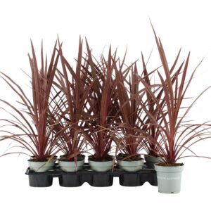 Cordyline Red Star Cordyline Australis Red Star -11 cm 
(12 Plants/Order)(11cmP 45cmH)