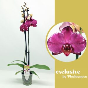 Phalaenopsis other red more Malwina 2-tak 70cm (GROEN)
(12 Plants/Order)(12cmP 70cmH)