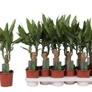 Dracaena Dracaena fragrans Steudner Dracaena Steudneri Green, 11 cm Pot
(8 Plants/Order)(11cmP 40cmH)