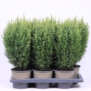 Chamaecyparis Snow Whit lawsoniana
(1 Plants/Order)(17cmP 40cmH)