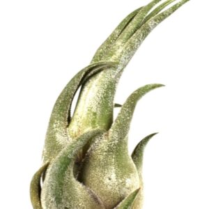 Tillandsia tillandsia seleriana
(10 Plants/Order)(10cmP 10cmH)