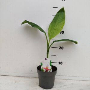 Musa Musa velutina P12
(10 Plants/Order)(12cmP 25cmH)