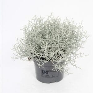Calocephalus browni Leucophyta p10 (Geen 412)
(15 Plants/Order)(10.5cmP 22cmH)