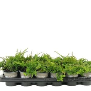 Juniperus Golden Carpet Juniperus horizontalis 'Golden Carpet'
(18 Plants/Order)(9cmP 12cmH)