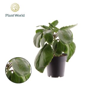 Kalanchoe Kalanchoë Pinnata Zanzibar
(3 Plants/Order)(14cmP 30cmH)