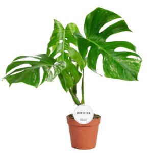Monstera Variegata Monstera Deliciosa Variegata B
(5 Plants/Order)(15cmP 50cmH)