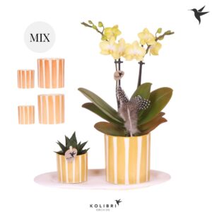 Arrangement Phalaenopsis Kolibri Gift Set small Easter
(1 Plants/Order)(18cmP 40cmH)