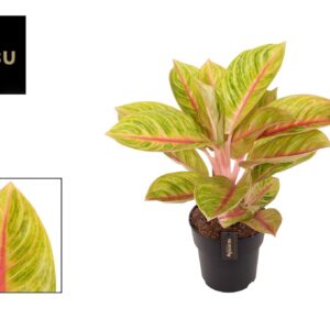 Aglaonema other Aglaonema pink Parakeet
(3 Plants/Order)(19cmP 55cmH)