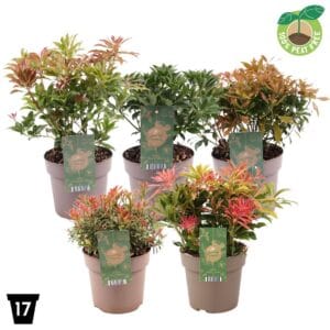 Pieris mix
(1 Plants/Order)(17cmP 30cmH)