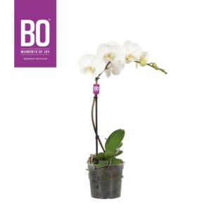 Phalaenopsis white more Ripsen King P15 BO White 1 spike
(6 Plants/Order)(15cmP 60cmH)