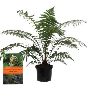 Dicksonia antarctica Dicksonia Antarctica (Tasmaanse Boomvaren)
(1 Plants/Order)(29cmP 120cmH)
