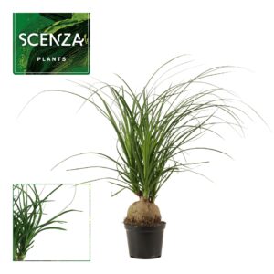 Nolina recurvata Beaucarnea ball 12 cm
(10 Plants/Order)(12cmP 30cmH)