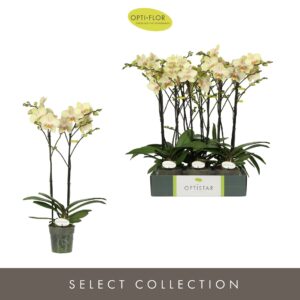 Phalaenopsis Optistar Shakira 2 spike
(12 Plants/Order)(12cmP 60cmH)