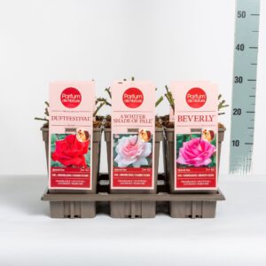 Rosa other Rosa Parfum de Nature mix, C3
(6 Plants/Order)(17cmP 20cmH)