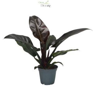 Philodendron Imperial Red Philodendron 'Imperial Red'
(6 Plants/Order)(17cmP 35cmH)