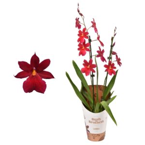 Cambria Nelly Isler Cambria 'Nelly Isler' Red Velvet 2 spike 12 cm
(10 Plants/Order)(12cmP 55cmH)