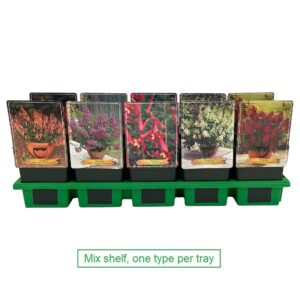 Phygelius capensis Phygelius mix laag P11
(10 Plants/Order)(11cmP 25cmH)