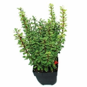 Berberis Berberis thunbergii 'Powwow' P17
(6 Plants/Order)(17cmP 55cmH)