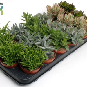 Crassula Crassula mix
(18 Plants/Order)(8.5cmP 15cmH)