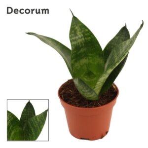 Sansevieria Hahnii Sansevieria Hahnii 6 cm Green Hahnii (Decorum)
(20 Plants/Order)(6cmP 14cmH)