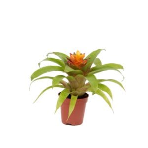 Guzmania Theresa Guzmania Fairy
(6 Plants/Order)(5.5cmP 15cmH)