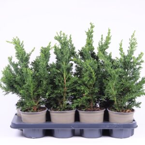 Chamaecyparis obtusa Chamaecyparis obtusa 'Draht'
(8 Plants/Order)(13cmP 32cmH)