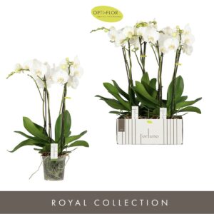 Phalaenopsis white more Ripsen Fortuno Largo 4 spike
(2 Plants/Order)(17cmP 75cmH)