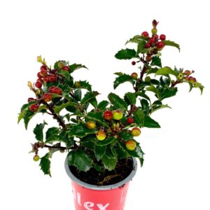 Ilex meserveae Ilex meserveae Blue Princess met kleurtonende bes
(18 Plants/Order)(9cmP 15cmH)