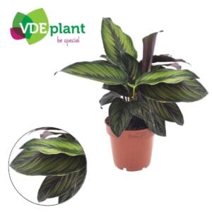 Calathea Beautystar Star 12cm
(8 Plants/Order)(12cmP 25cmH)