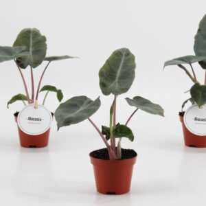 Alocasia Alocasia Pink Dragon
(12 Plants/Order)(6cmP 10cmH)