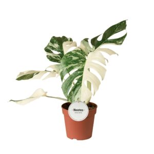 Monstera Variegata Monstera Deliciosa Variegata Super White
(5 Plants/Order)(15cmP 50cmH)