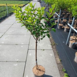 Hydrangea paniculata Vanille-Frais ('Renhy'PBR) stam 60
(1 Plants/Order)(26cmP 80cmH)