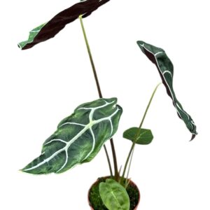 Alocasia Alocasia Watsoniana Big Form
(6 Plants/Order)(10.5cmP 15cmH)